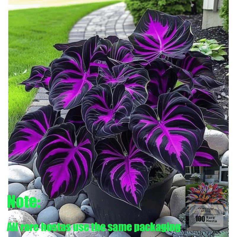 🌿 Retos Hosta svogūnėlės🎁 Specialus pasiūlymas 2025 m.-LT
