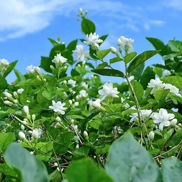 PASKUTINĖS DIENOS akcija – 35 % NUOLAIDA 🌸 Vazoninis augalas su jazminais (🌱Išlikimo garantija: nemokami pakeitimai🌿)-LT