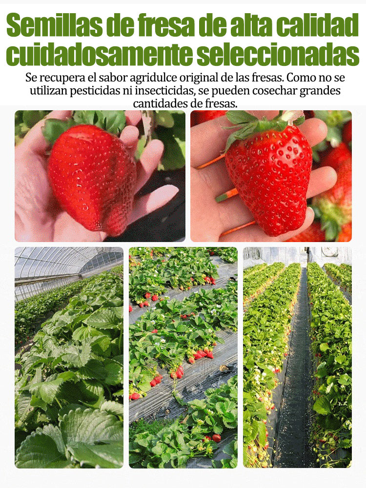 Semillas de fresa con crema de cuatro estaciones-ES