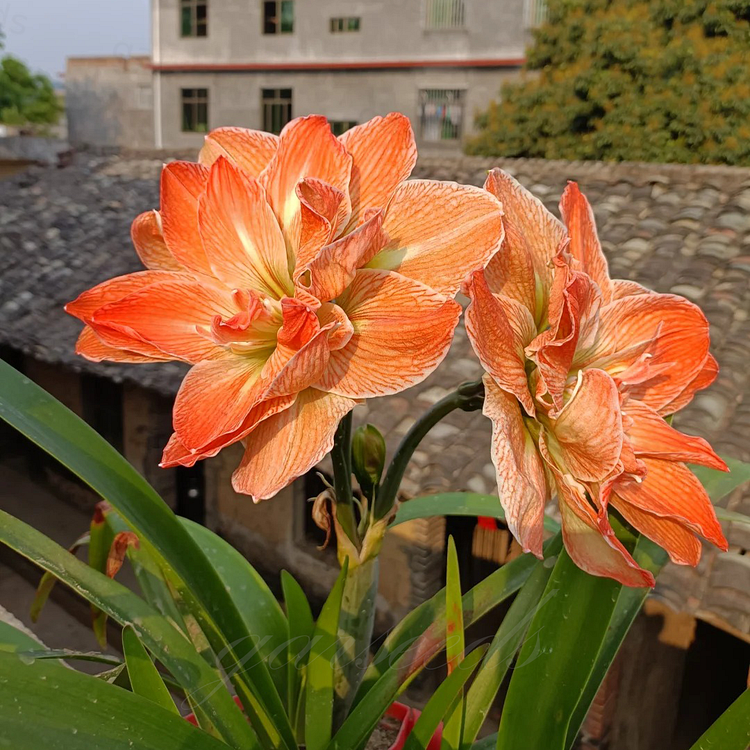 Bulbos de amarilis de flores dobles🌼-ES