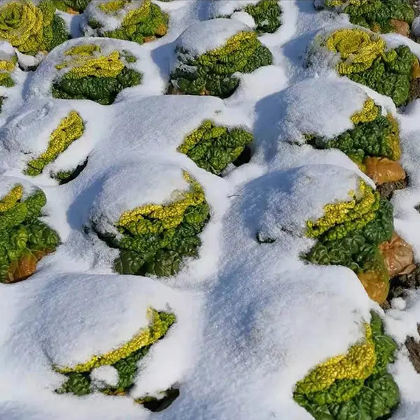 Semillas de Brassica Narinosa (WuTat Choy)-ES