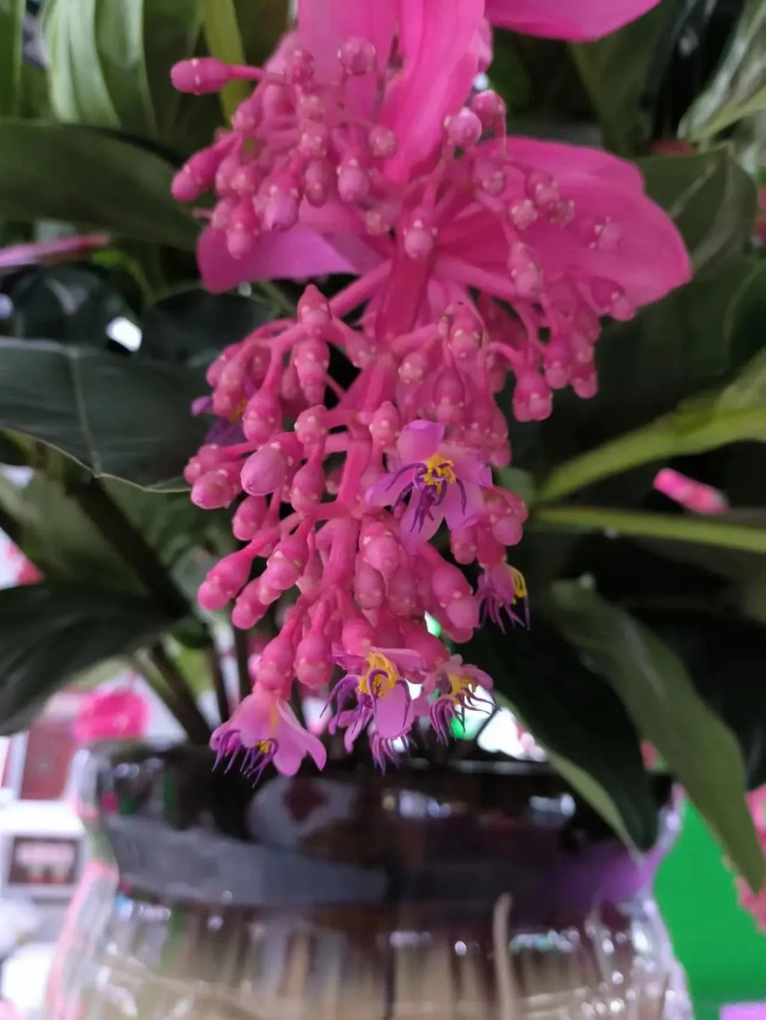 Semena vrtnice - gojite kraljico rož na svojem vrtu-SI