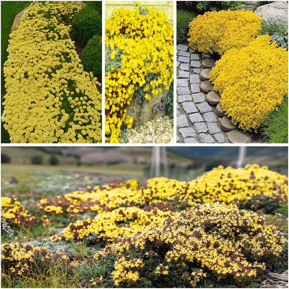 Semená plazivého tymianu, nenáročné na sadenie a pestovanie, trvalky, kvety bez GMO, prémiové semená-SK