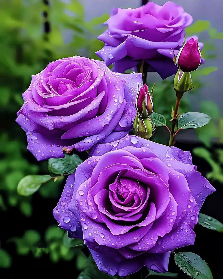 🟣 Retas augalas su tamsiai violetine rože – gyvas daugiametis krūmas-LT