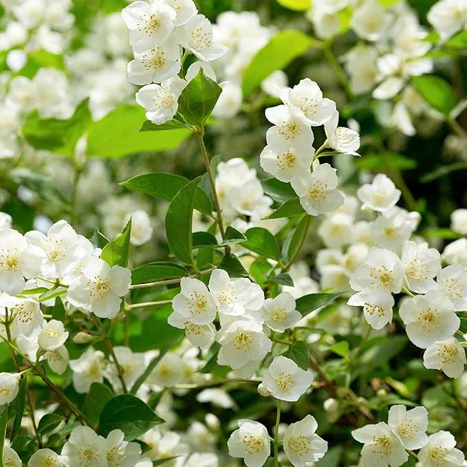PASKUTINĖS DIENOS akcija – 35 % NUOLAIDA 🌸 Vazoninis augalas su jazminais (🌱Išlikimo garantija: nemokami pakeitimai🌿)-LT