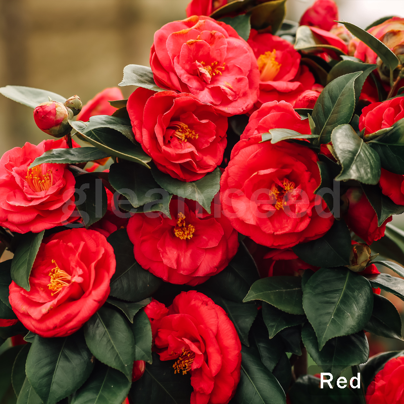 ✨Semillas de flores de camelia: 8 colores románticos, la belleza de la floración invernal-ES