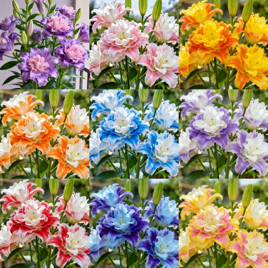 Bulbos de lirio fragante bicolor de doble pétalo: frescos y dulces.-ES