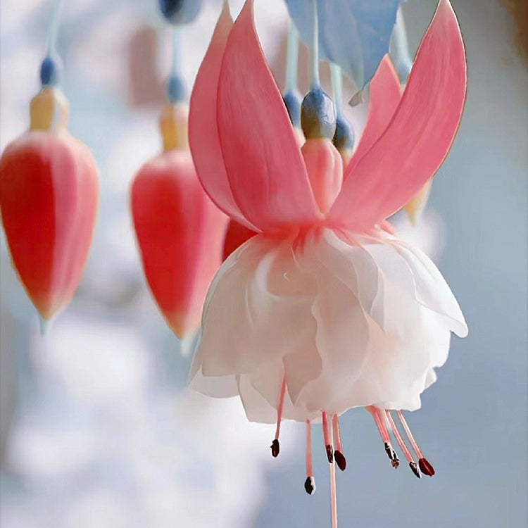 🌺Semena fuksije - cvet svetilke-SI