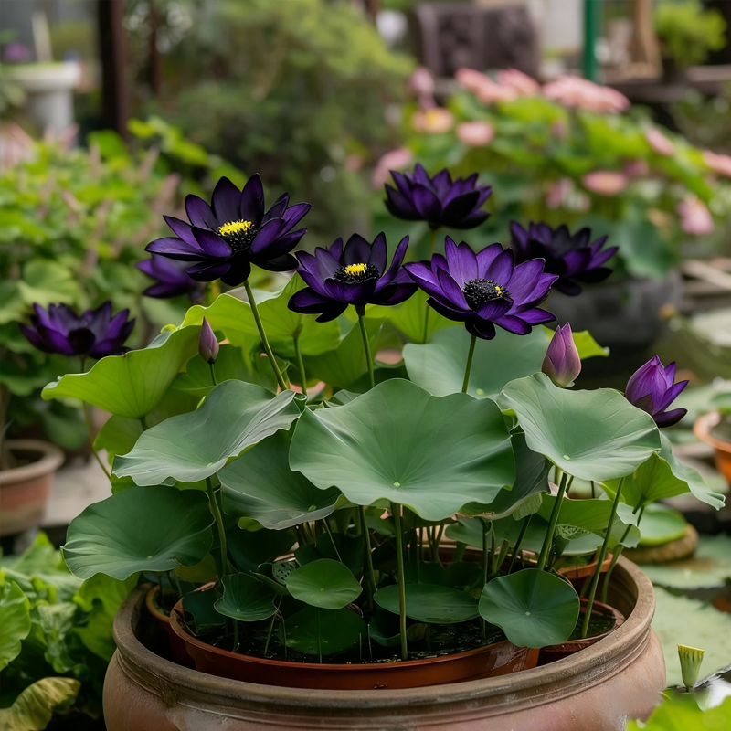 💮Semena polnočno vijoličnega lotosa-SI