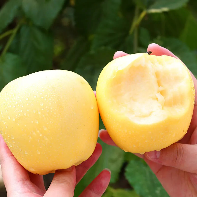 Semillas de manzana dorada, tasa de supervivencia del 90%-ES