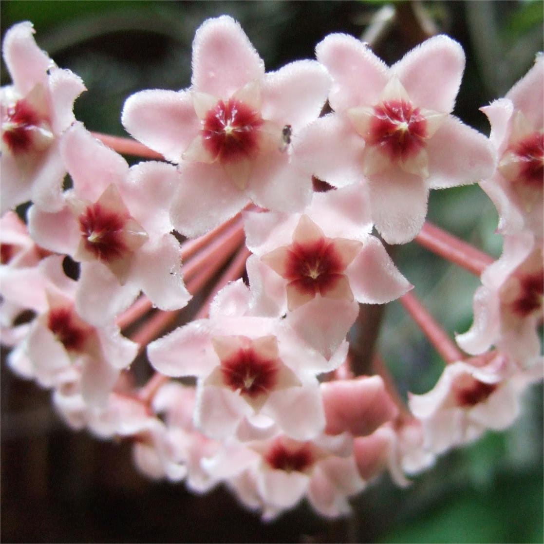 ✨Λαμπτήρες Hoya – Αστέρια που πέφτουν από τον ουρανό✨-GR