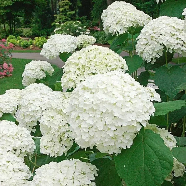 🌈Mezcla de semillas de hortensias: hermosas y resistentes semillas perennes para tu jardín.-ES