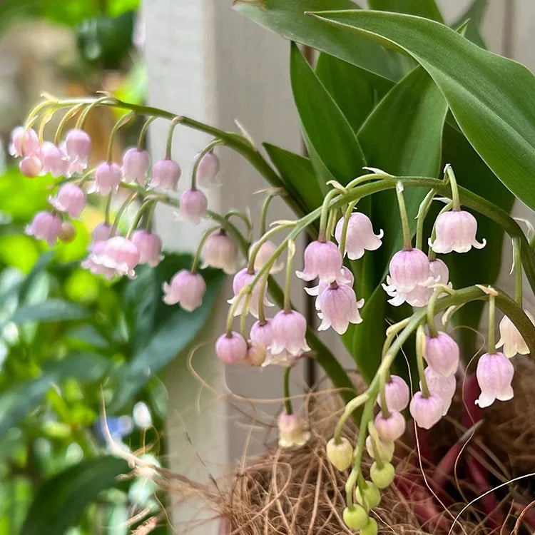 💐 PASLĖNIO LELIJA – ATĖJA LAIMĖ-LT