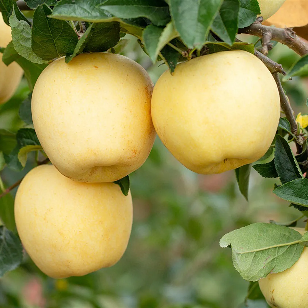 Semillas de manzana dorada, tasa de supervivencia del 90%-ES