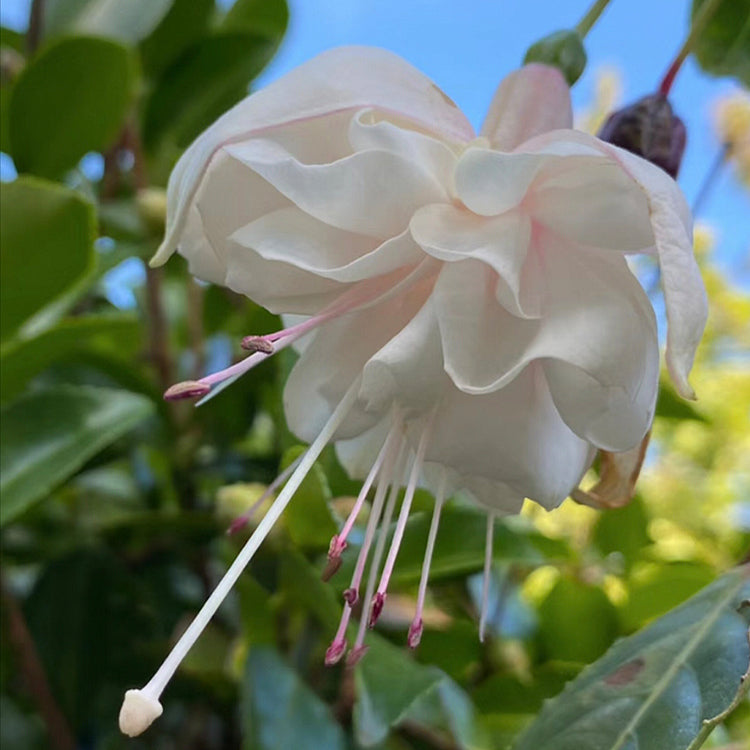 🌺Semena fuksije - cvet svetilke-SI