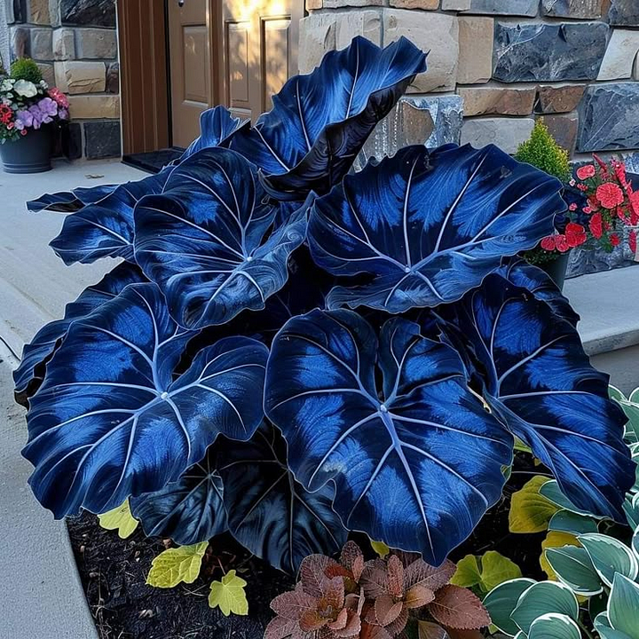 🌿 Retos Hosta svogūnėlės🎁 Specialus pasiūlymas 2025 m.-LT