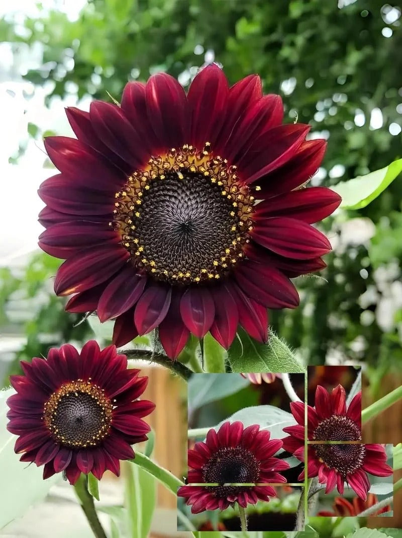 Σπόροι ηλίανθου Red Wave Hybrid-GR