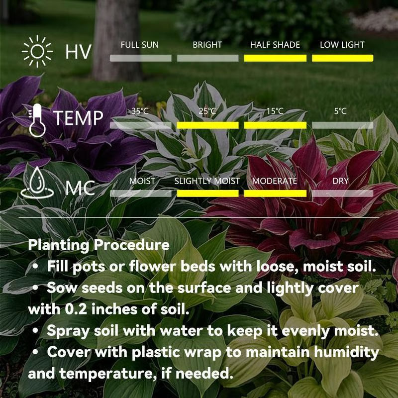💥Καυτή Προσφορά 2025 🌌Σπόροι Hosta Midnight Purple Heart, ένα πολυετές φυτό που αγαπά τη σκιά για τον κήπο-GR