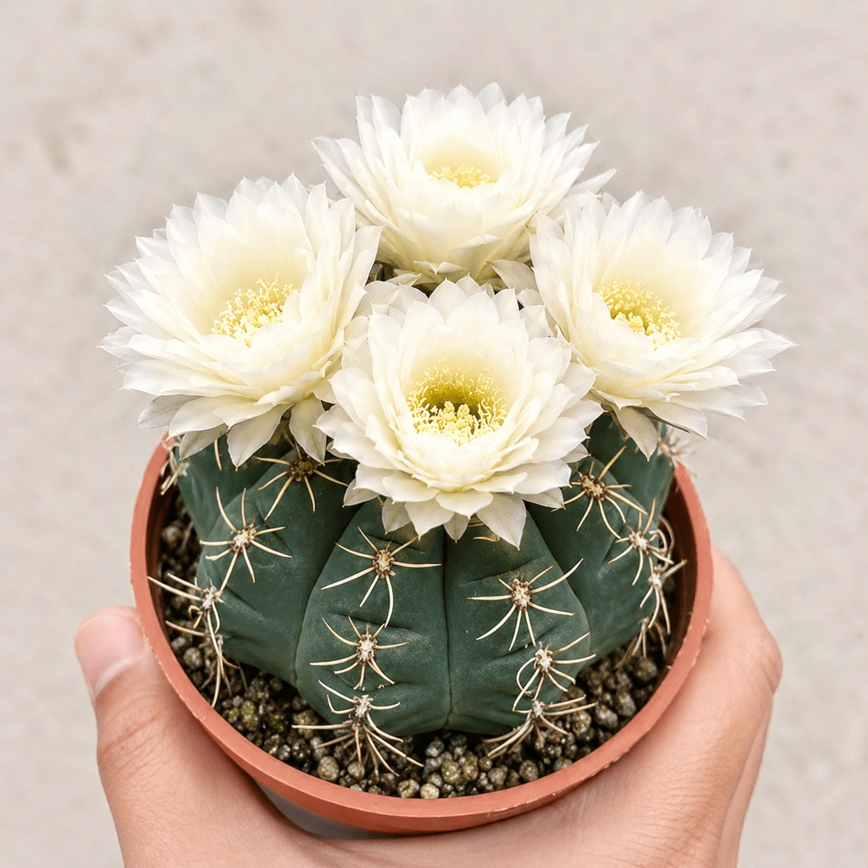 🌵 Susipažinkite su savo nauju geriausiu draugu – kaktusu Gymnocalycium baldianum! 💕-LT