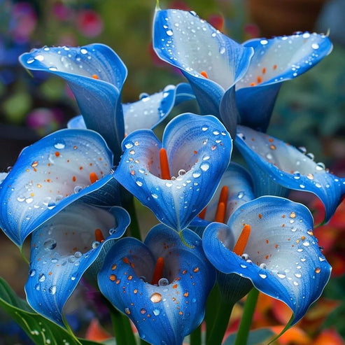 🌷Tajanstvena aurora kala-HR