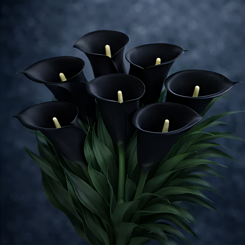 🌷Tajanstvena aurora kala-HR