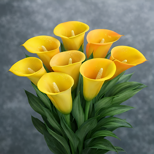 🌷Tajanstvena aurora kala-HR