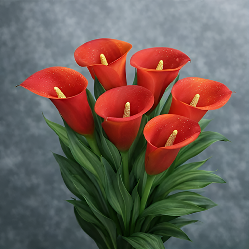 🌷Tajanstvena aurora kala-HR