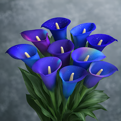 🌷Tajanstvena aurora kala-HR