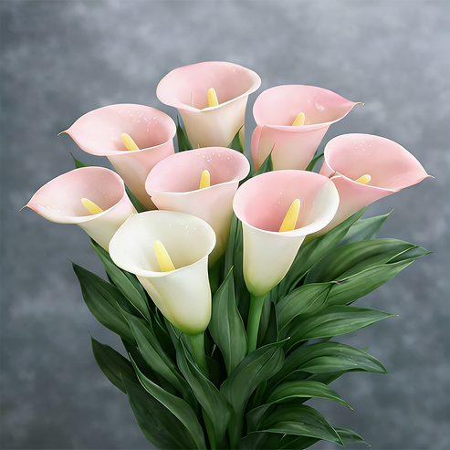 🌷Tajanstvena aurora kala-HR