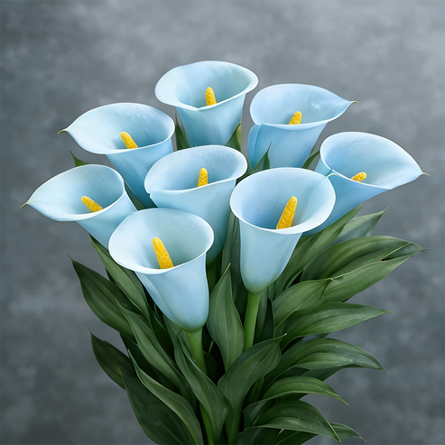 🌷Tajanstvena aurora kala-HR