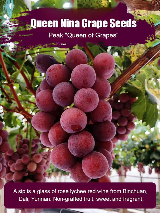 Σπόροι σταφυλιού Queen Nina με φυσική γεύση κρασιού-GR