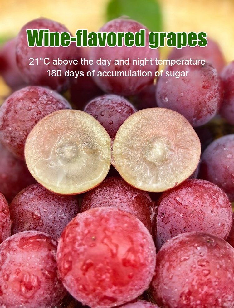 Σπόροι σταφυλιού Queen Nina με φυσική γεύση κρασιού-GR