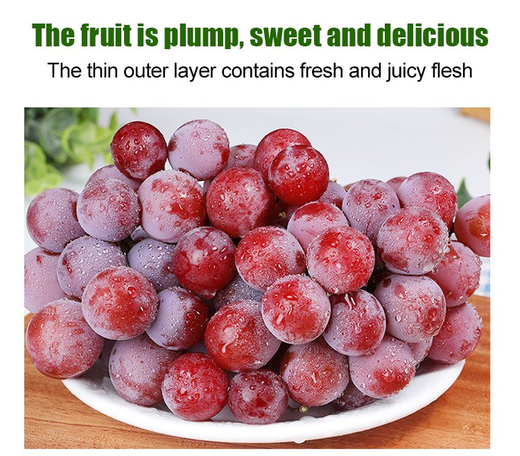 Σπόροι σταφυλιού Queen Nina με φυσική γεύση κρασιού-GR