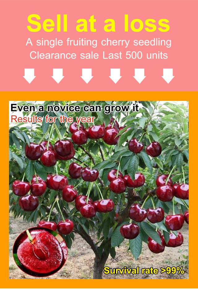 Σπόροι κερασιού Chelsea-GR