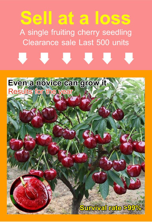 Σπόροι κερασιού Chelsea-GR