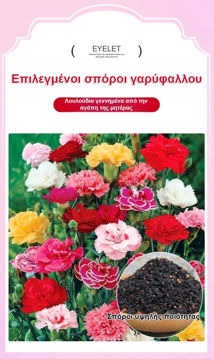 【Τέσσερις εποχές ανθίζουν】Σπόροι γαρίφαλου διπλού άνθους-GR