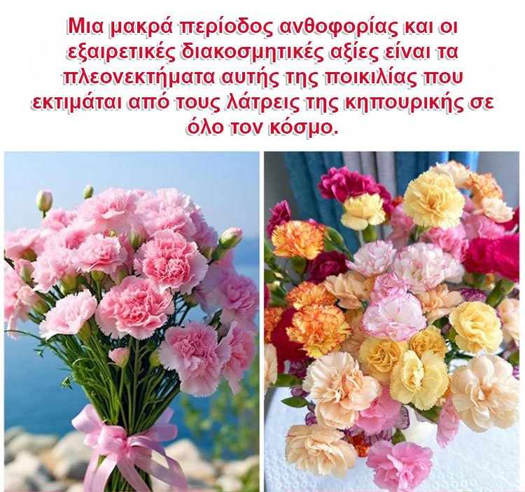 【Τέσσερις εποχές ανθίζουν】Σπόροι γαρίφαλου διπλού άνθους-GR