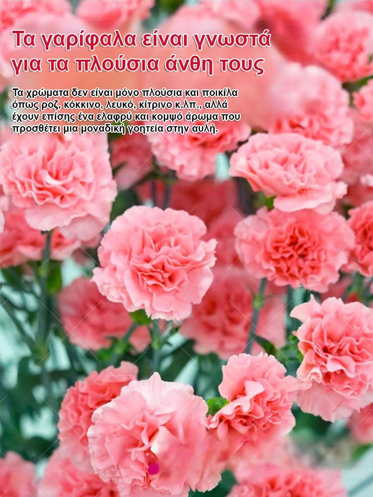 【Τέσσερις εποχές ανθίζουν】Σπόροι γαρίφαλου διπλού άνθους-GR