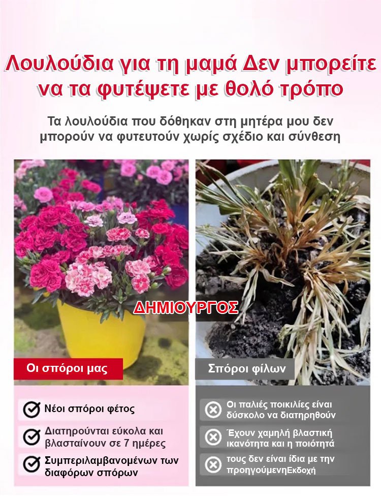 【Τέσσερις εποχές ανθίζουν】Σπόροι γαρίφαλου διπλού άνθους-GR