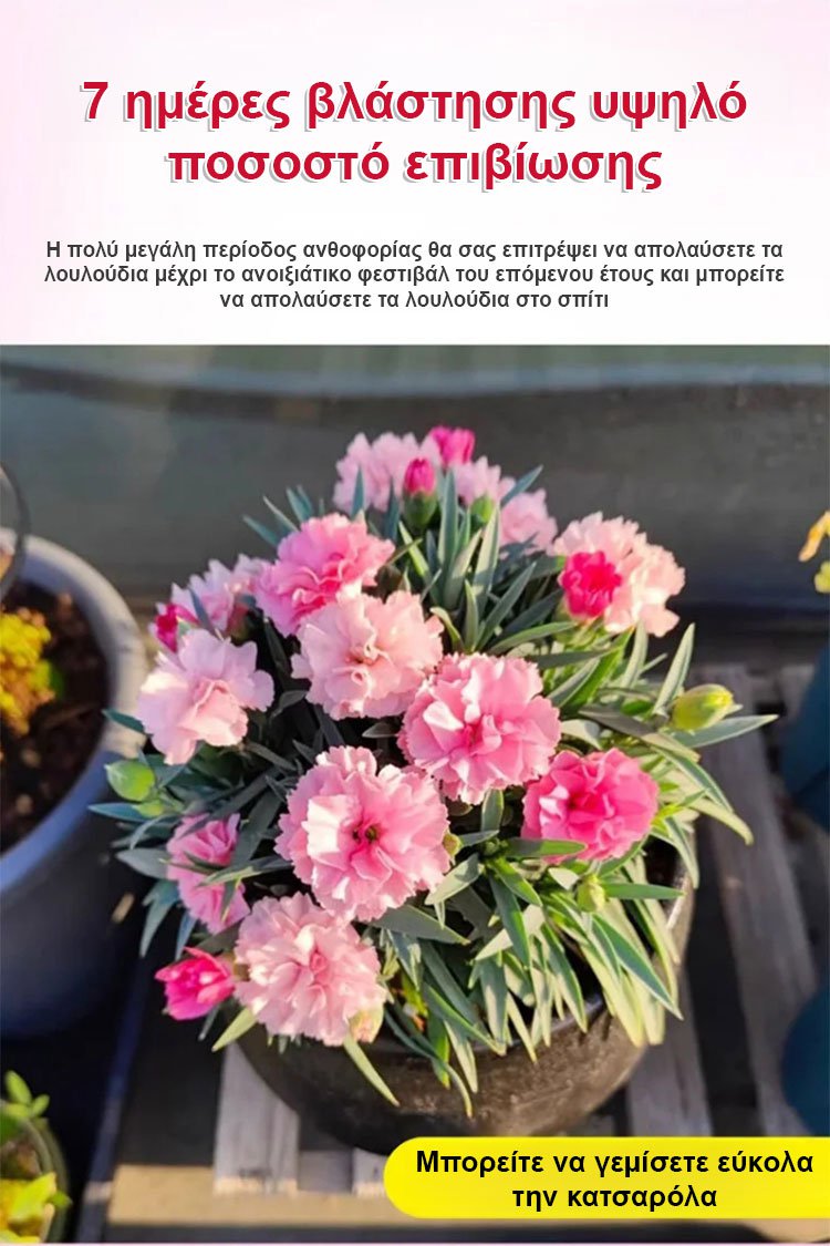 【Τέσσερις εποχές ανθίζουν】Σπόροι γαρίφαλου διπλού άνθους-GR