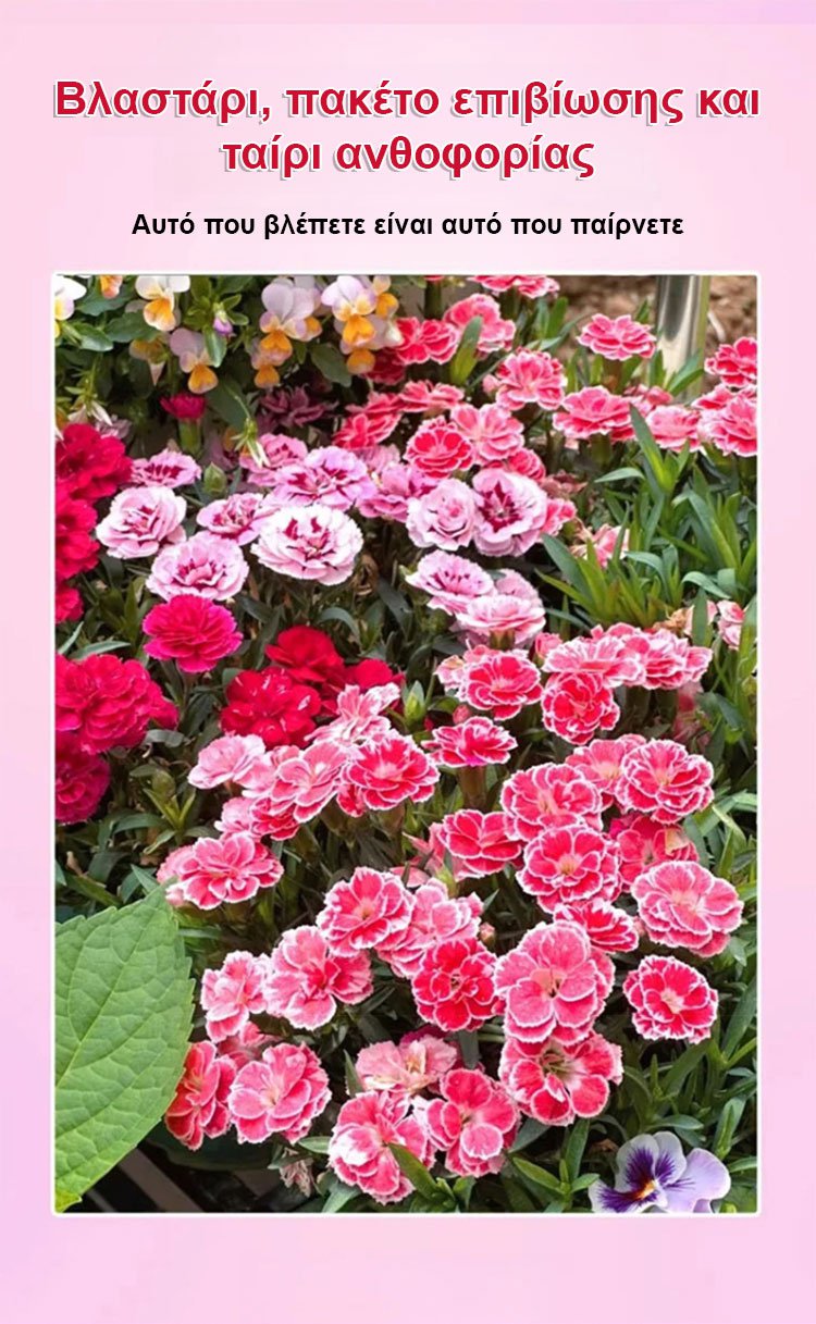 【Τέσσερις εποχές ανθίζουν】Σπόροι γαρίφαλου διπλού άνθους-GR