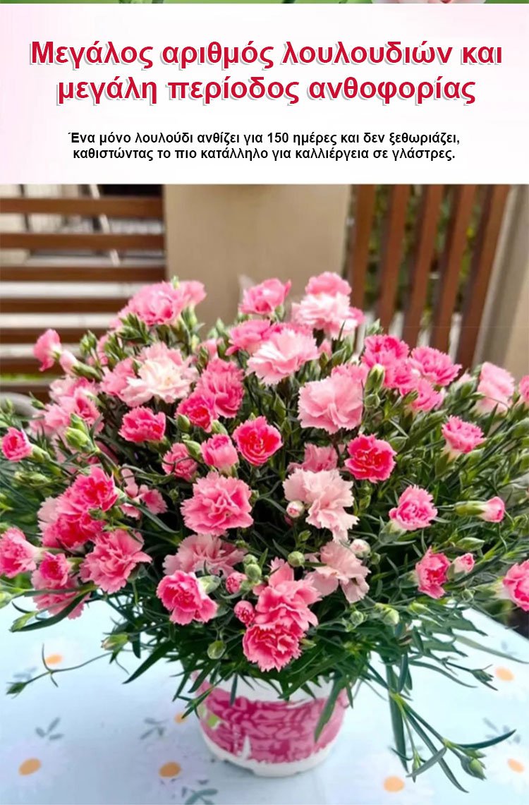 【Τέσσερις εποχές ανθίζουν】Σπόροι γαρίφαλου διπλού άνθους-GR