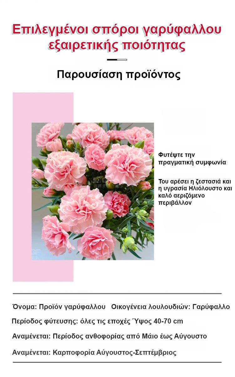 【Τέσσερις εποχές ανθίζουν】Σπόροι γαρίφαλου διπλού άνθους-GR