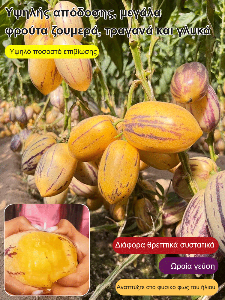 Μειωτικός ζάχαρης και πίεσης γάλακτος αρωματικός κίτρινος καρπός μπονσάι τζίνσενγκ-GR