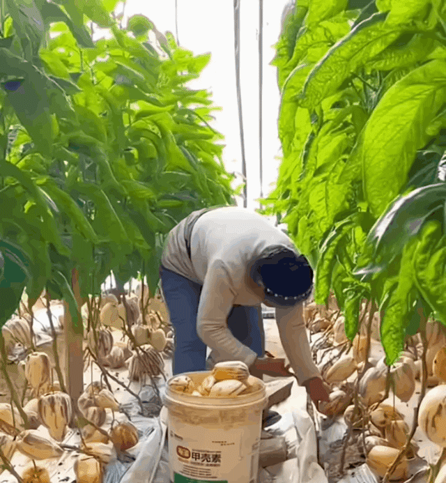 Μειωτικός ζάχαρης και πίεσης γάλακτος αρωματικός κίτρινος καρπός μπονσάι τζίνσενγκ-GR