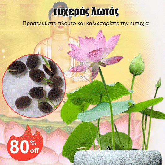 【Lucky Lotus】 Υδάτινο φυτό Lucky Lotus-GR