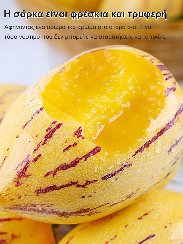 Μειωτικός ζάχαρης και πίεσης γάλακτος αρωματικός κίτρινος καρπός μπονσάι τζίνσενγκ-GR