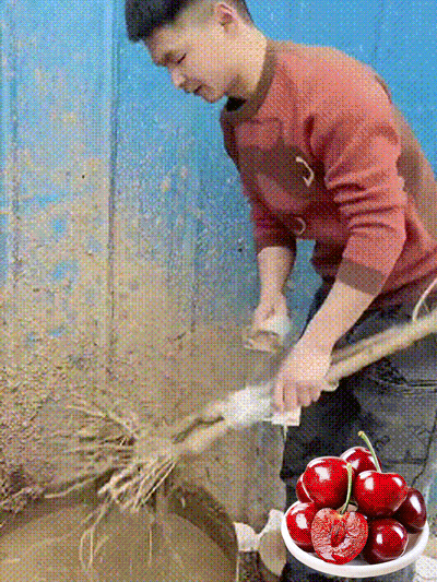 Σπόροι κερασιού Chelsea-GR