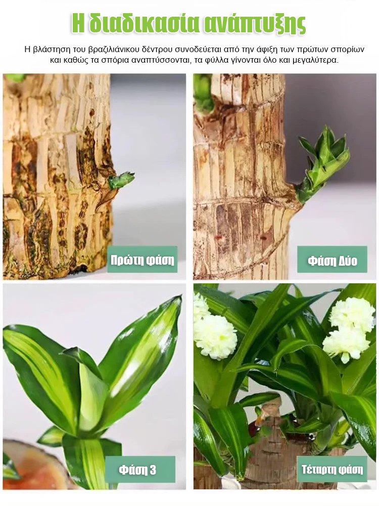 【Όταν συναντά το νερό, ζωντανεύει】Υδροπονικό βραζιλιάνικο φυτό τύχης τεσσάρων εποχών με ανθοφορία-GR