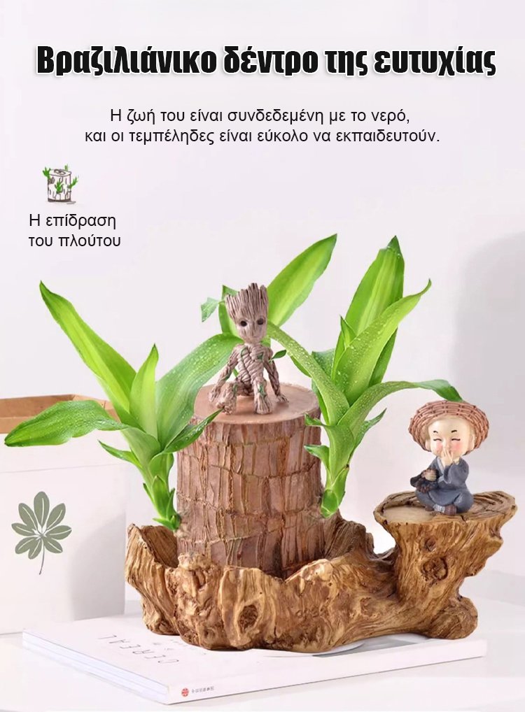 【Όταν συναντά το νερό, ζωντανεύει】Υδροπονικό βραζιλιάνικο φυτό τύχης τεσσάρων εποχών με ανθοφορία-GR